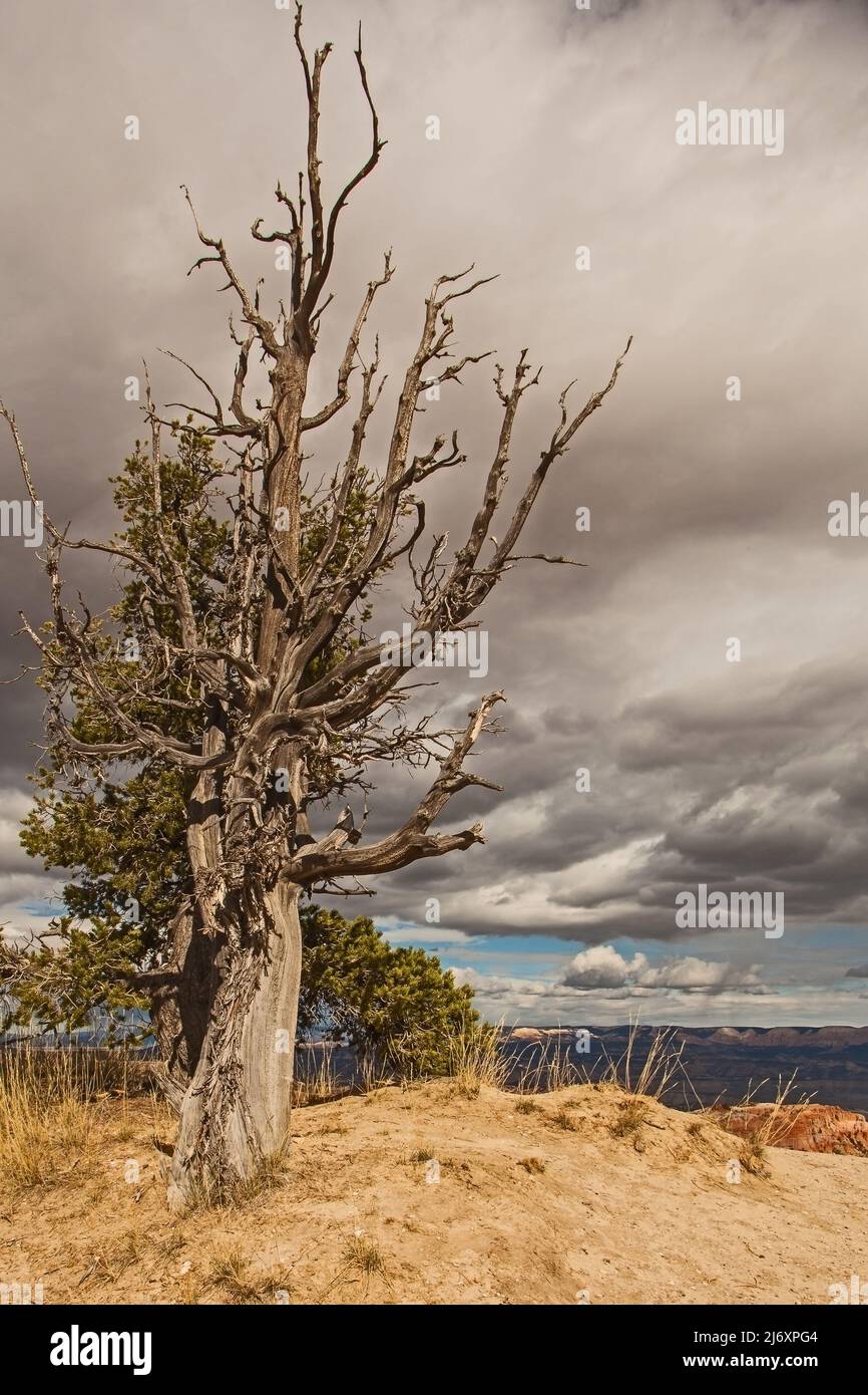 Limber Pine (Pinus flexilis) in Bryce Canyon National Park,Utah. USA Stock Photo