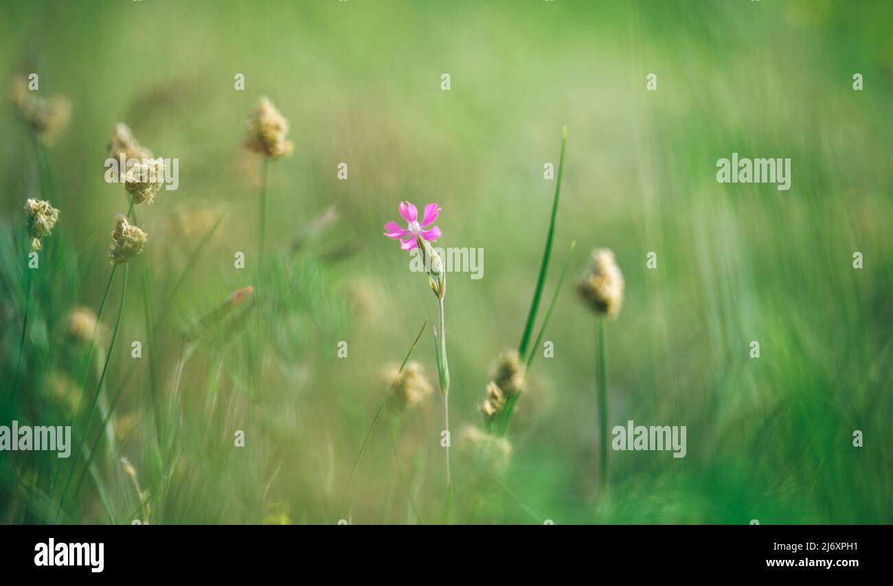 Delicate purple flower in a field on nature in sunlight on a light green background macro. Wild flower in a spring, summer background Border template Stock Photo