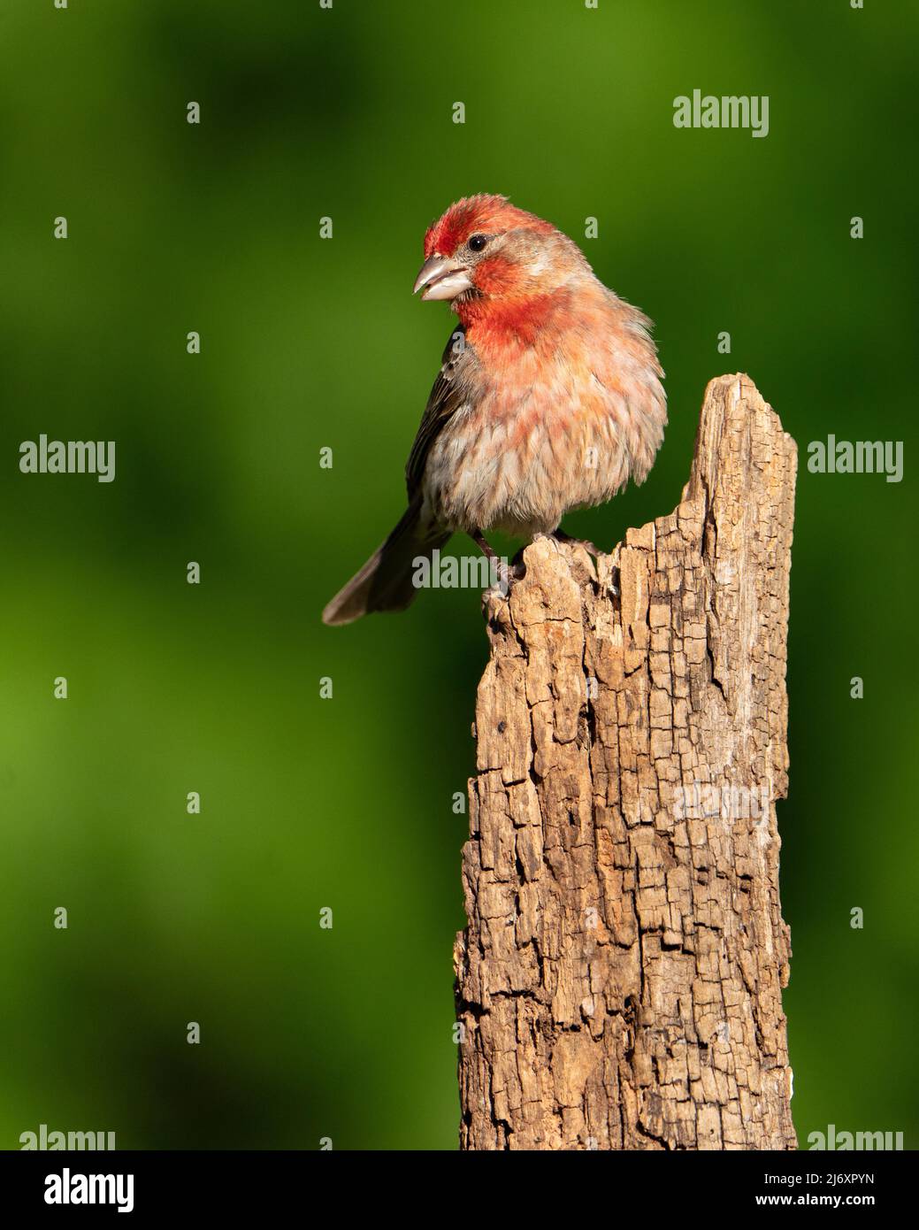 Male House Finch Calling Stock Photo Alamy