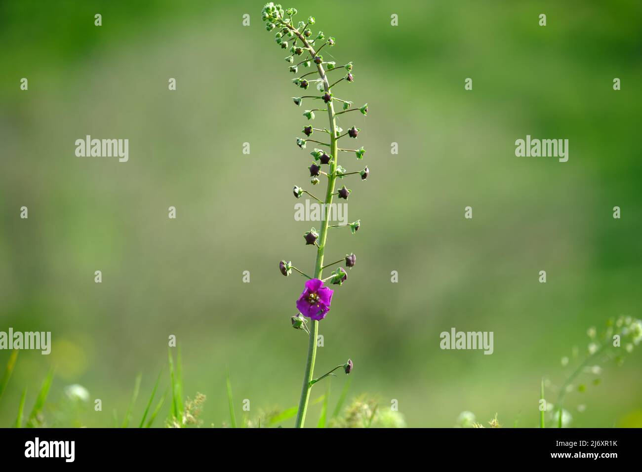 Tall purple flower on a soft green background outdoors close-up macro. Spring summer border template floral background. Light air delicate artistic Stock Photo