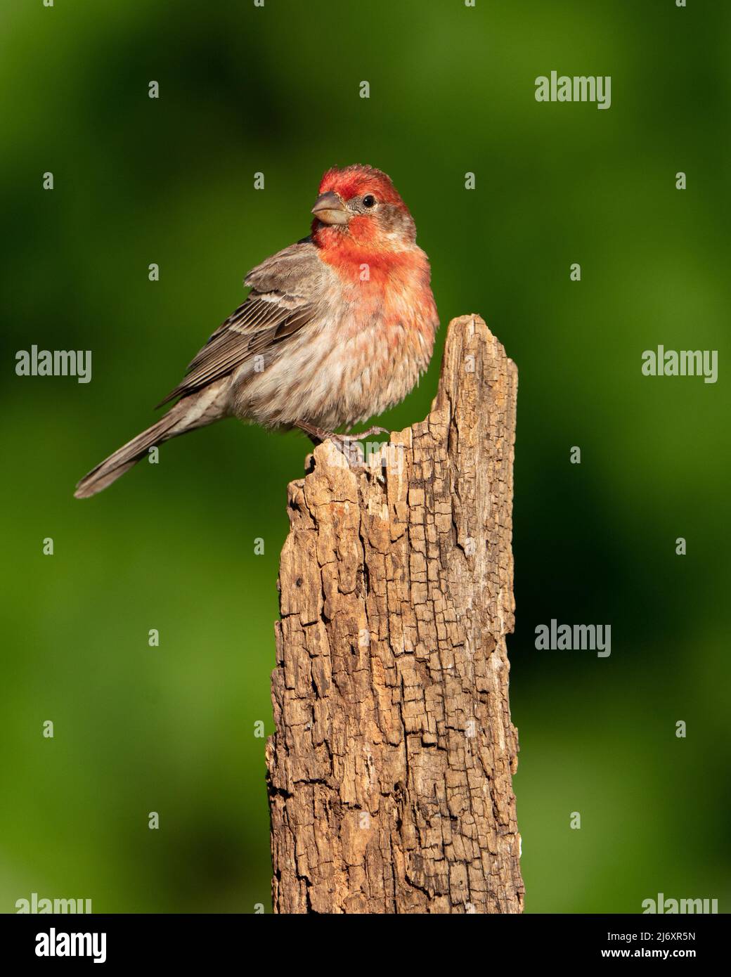 House finch bird birds finches hires stock photography and images Alamy