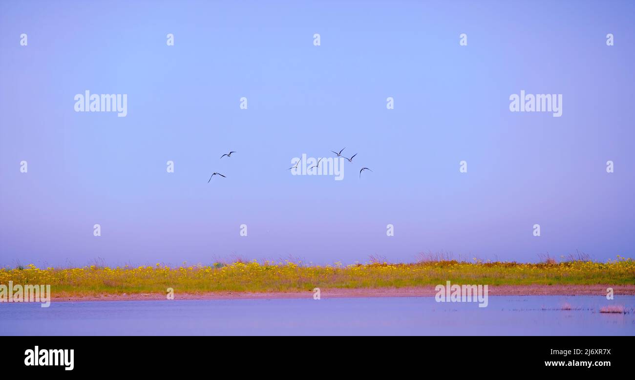 Silhouette of birds flying above the lake. amazing landscape. lock of birds flying over the valley on sunbeam twilight sky at sunset. Stock Photo
