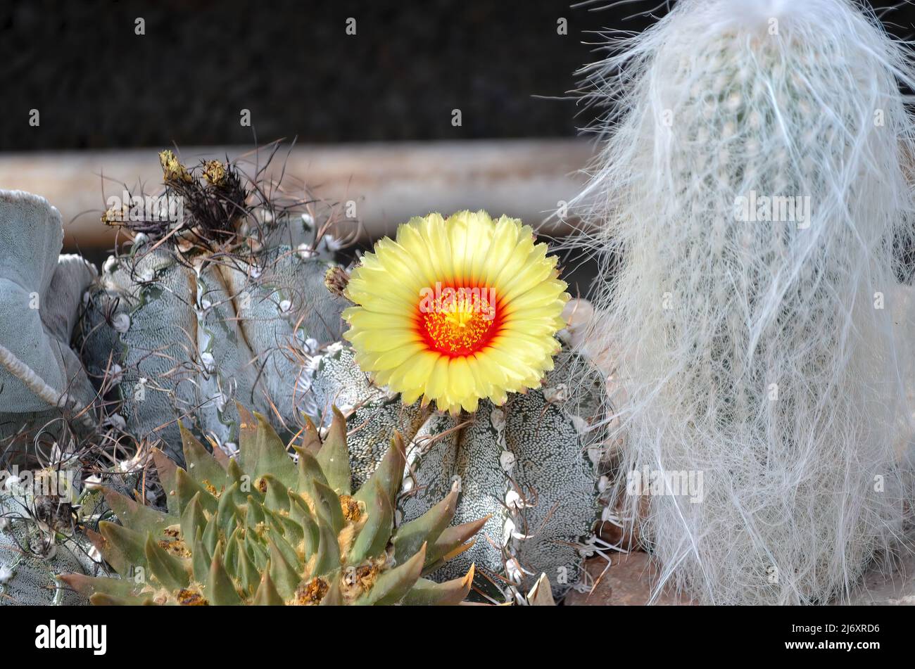 cactus flower in bloom. yellow orange flower. Download photo Stock Photo