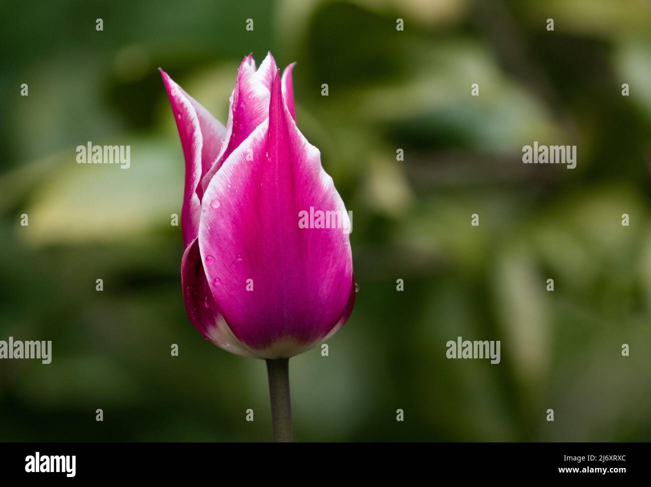 Tulipa 'Ballade' close up. Stock Photo