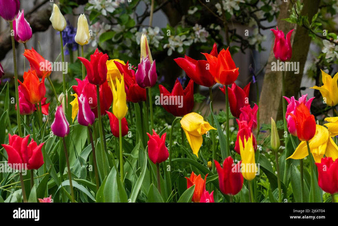 Mixed lily tulips in full flower Stock Photo Alamy