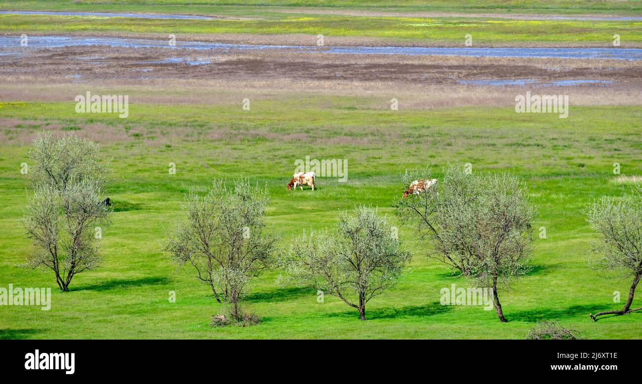 Cows on green meadow. Pastures of green juicy grass. Meadow panoramic landscape with water Stock Photo