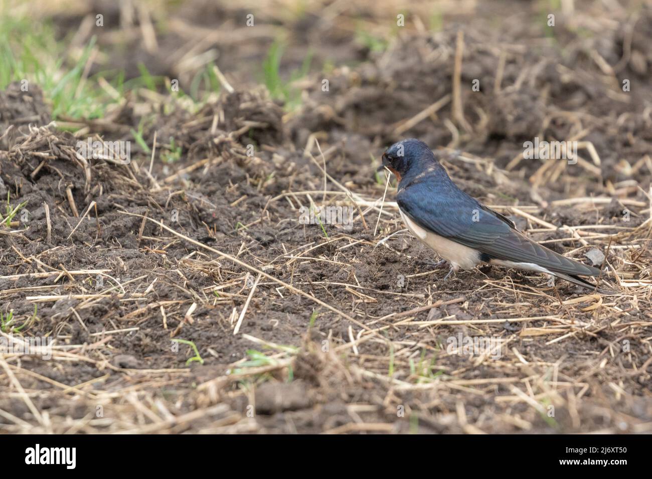 A barn swallow (UK summer visitor) collecting nesting material from outside stables in Yorkshire, England. Stock Photo