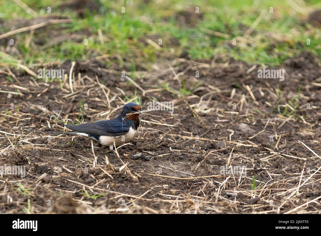 A barn swallow (UK summer visitor) collecting nesting material from outside stables in Yorkshire, England. Stock Photo