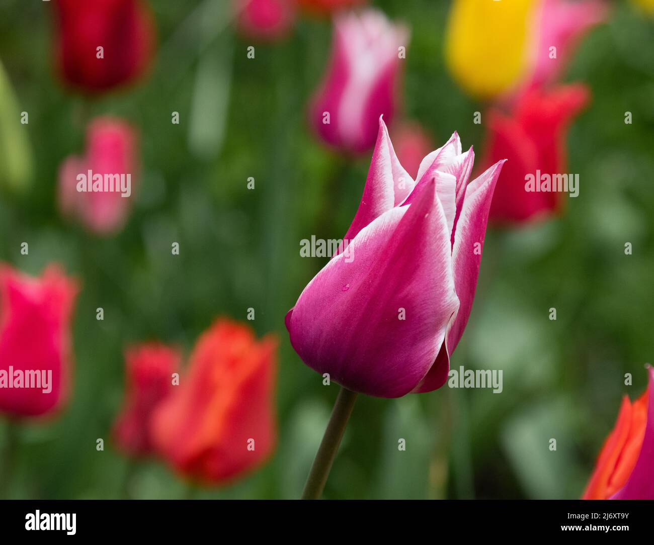 Tulipa 'Ballade' close up. Stock Photo