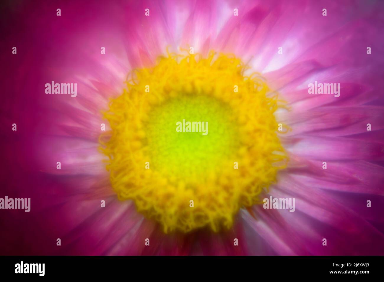 Mohave Purple Red Strawflower (Bracteantha bracteata) with yellow