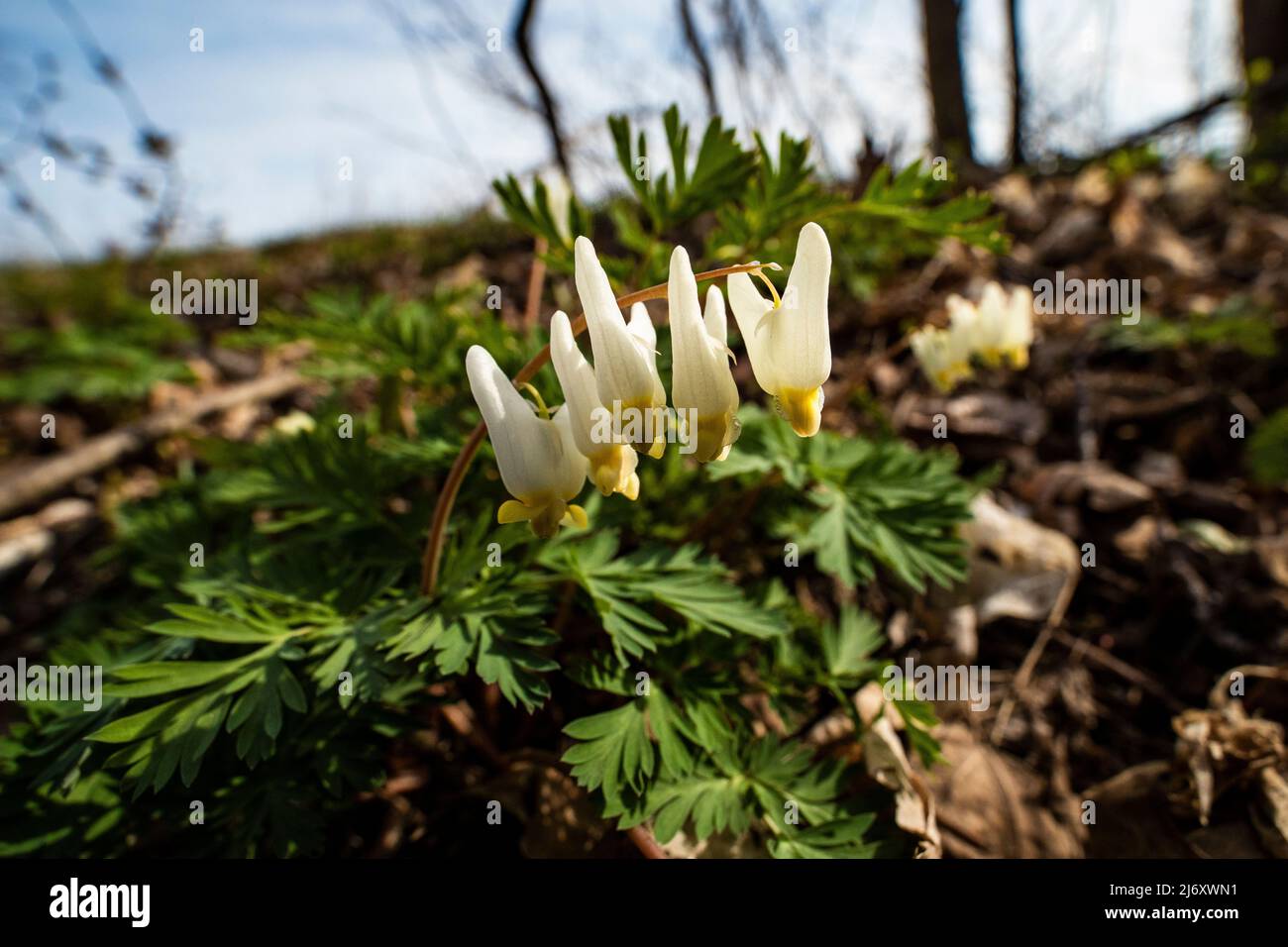Dutchman's Breeches, Dicentra cucullaria, flowering in a forest in central Michigan, USA Stock Photo
