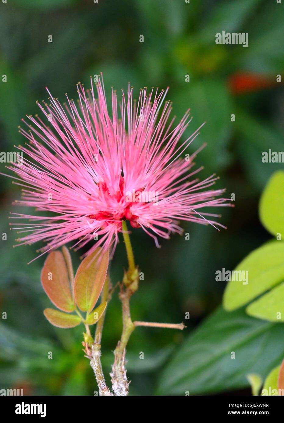 Powder puff flower hires stock photography and images Alamy