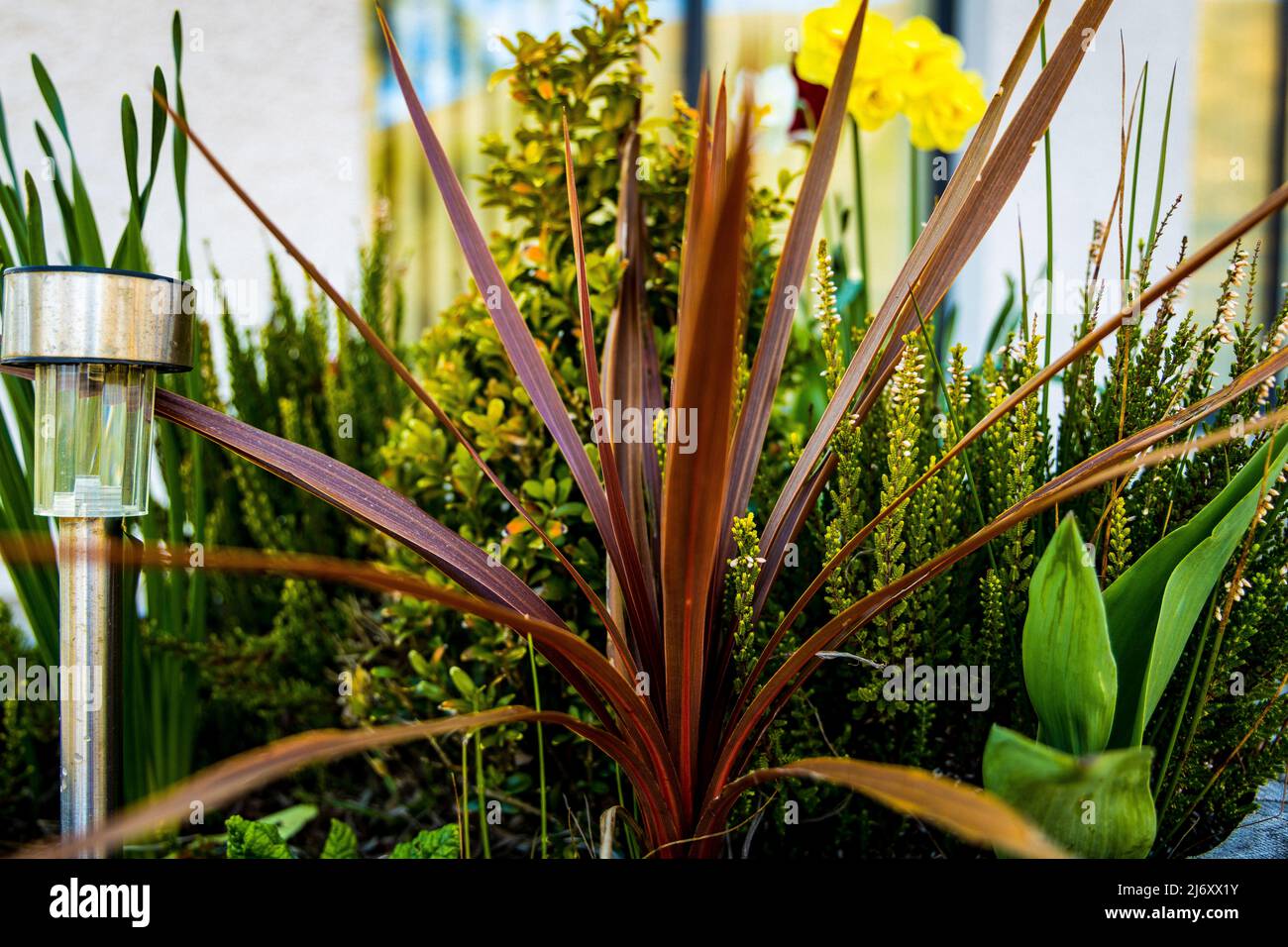 Cordyline and other Plants in a pot with a solar light, Scottish Highlands, Scotland, West coast