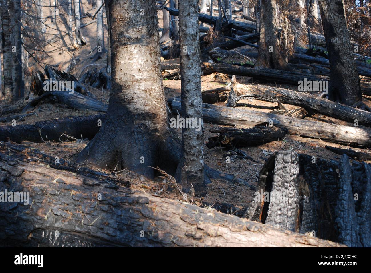 Burned Forestland Stock Photo