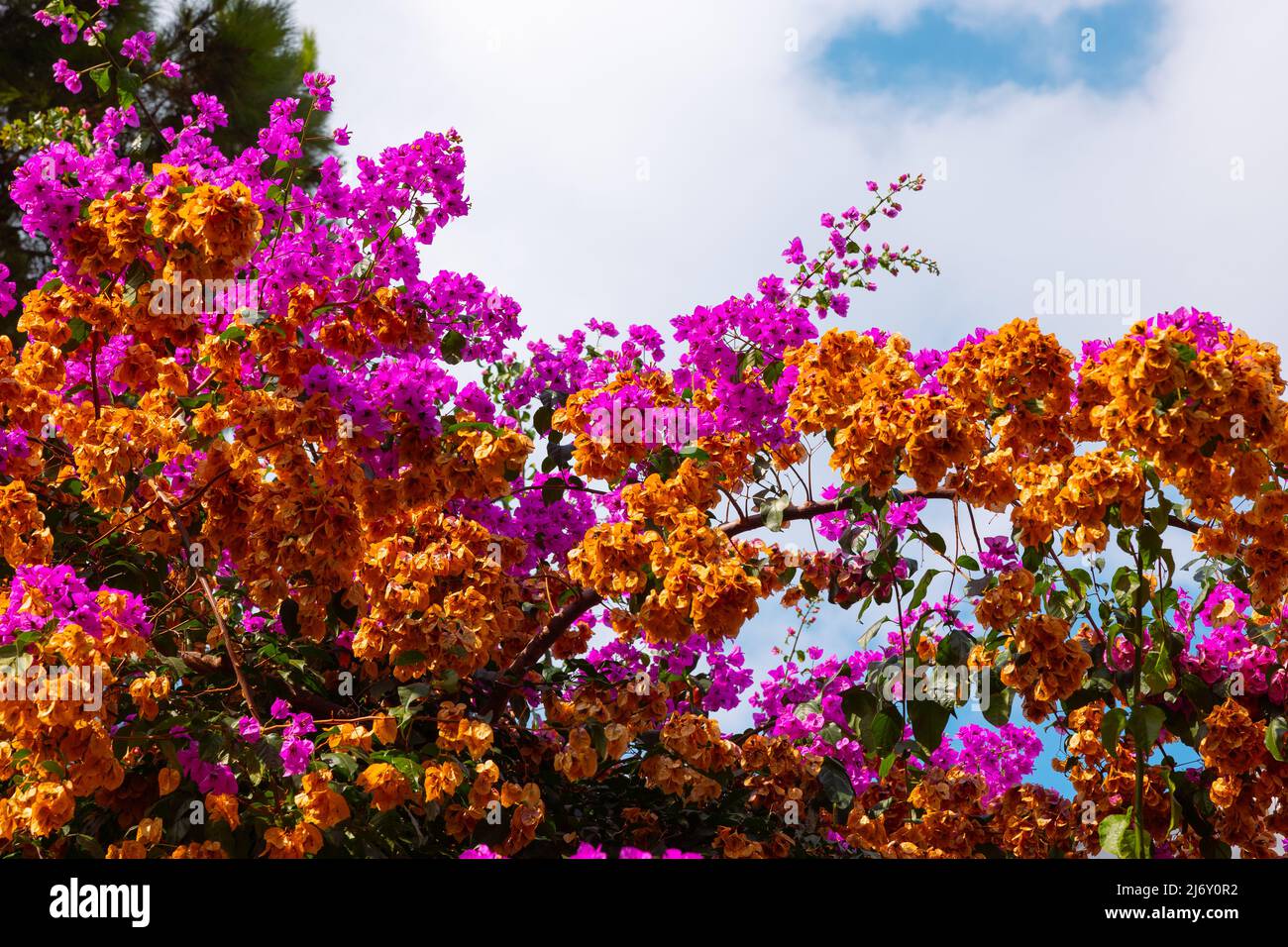 Bougainvillea at autumn. Botany concept in fall season. Pink and brown leaves of Bougainvillea and cloudy sky on the background. Stock Photo