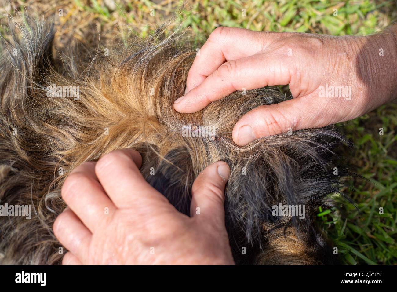 How Does A Dog Get Mites