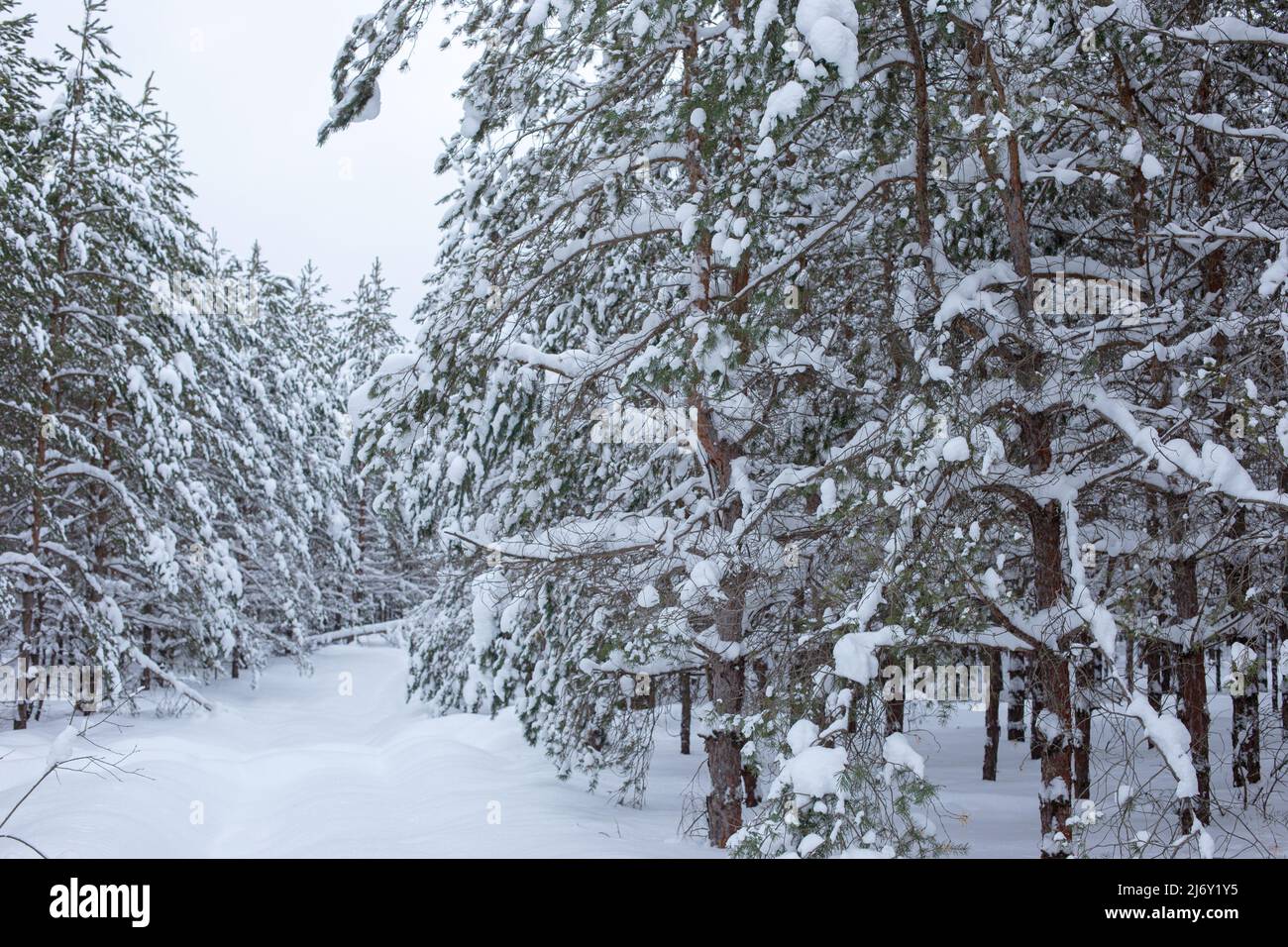 Beautiful winter snowy forest with pines and tree Stock Photo - Alamy
