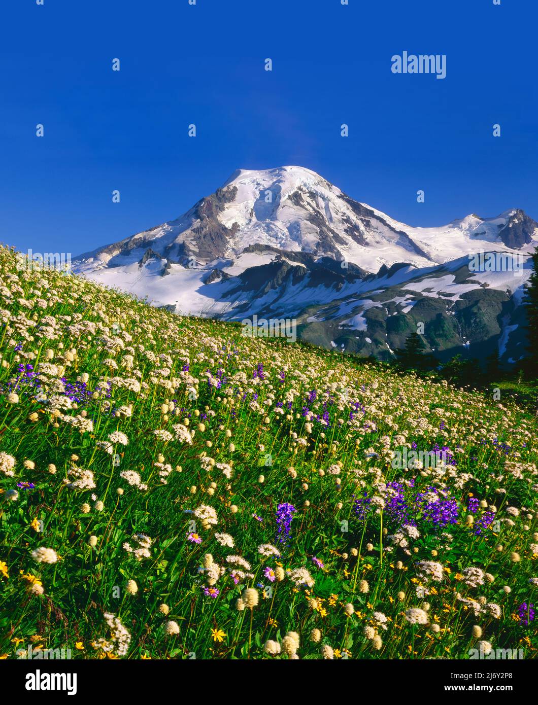 Mt. Baker from Skyline Ridge, Washington Stock Photo Alamy