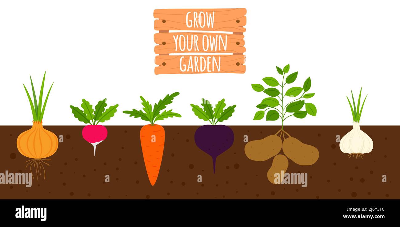 Horizontal Root System Stock Vector Images Alamy horizontal-root-system-stock-vector-images-alamy