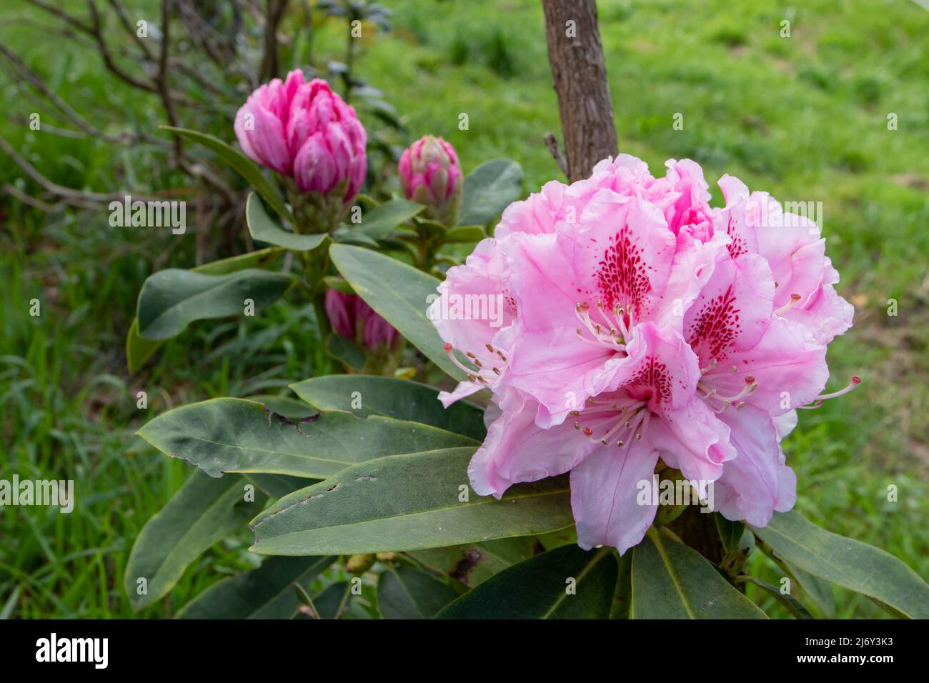 Rhododendron plant with pink flowers and buds in the ornamental garden