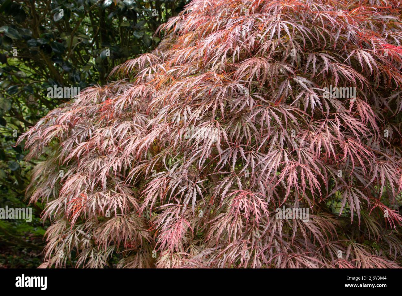 Acer palmatum dissectum atropurpureum,Japanese maple,palmate maple or smooth Japanese maple decorative tree branches with red leaves in the spring Stock Photo