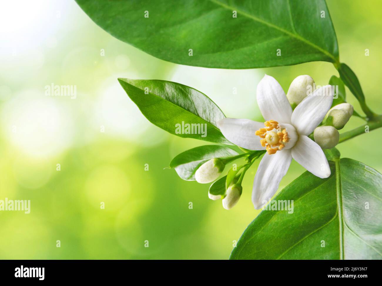 Orange blossom branch with white flowers, buds and leaves on the spring sparkling blurred background. Neroli citrus bloom. Stock Photo