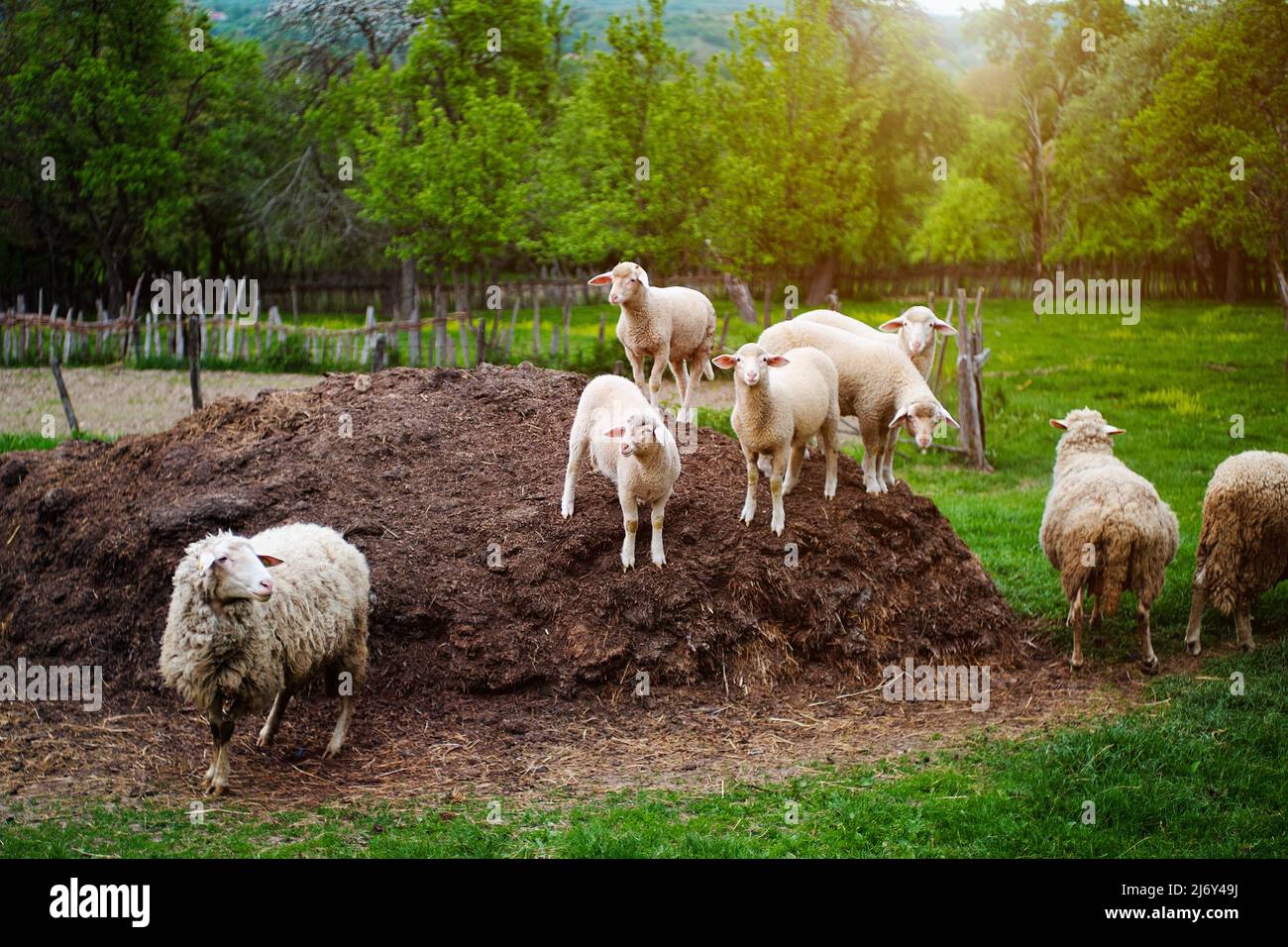 Group of sheep on the countryside Stock Photo