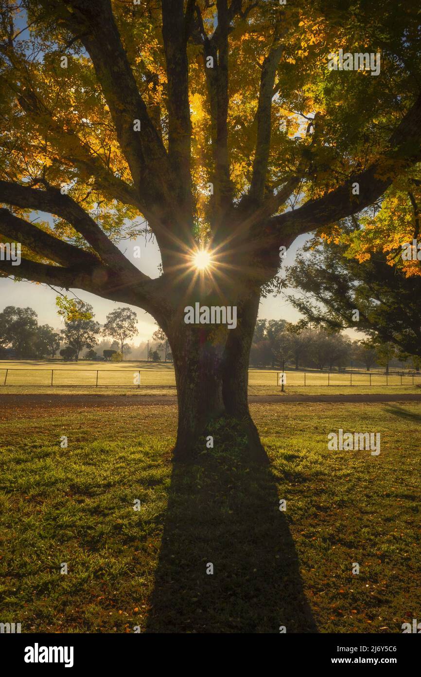 Winter sunrise showing through tree at edge of public park. Gloucester, Hunter Valley, New South Wales, Australia Stock Photo
