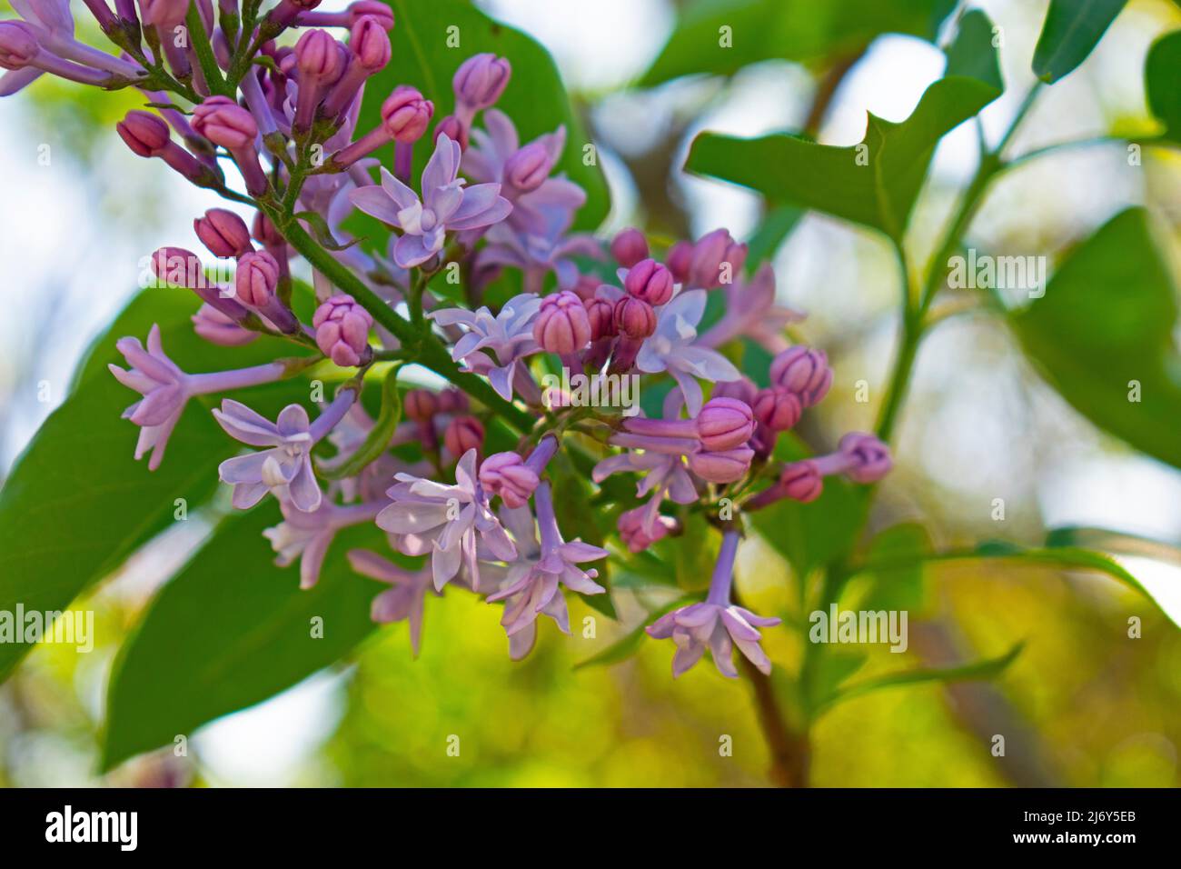 Fragrant light pink lilac flowers starting to bloom in early springtime on a background of blurred lilac leaves -01 Stock Photo