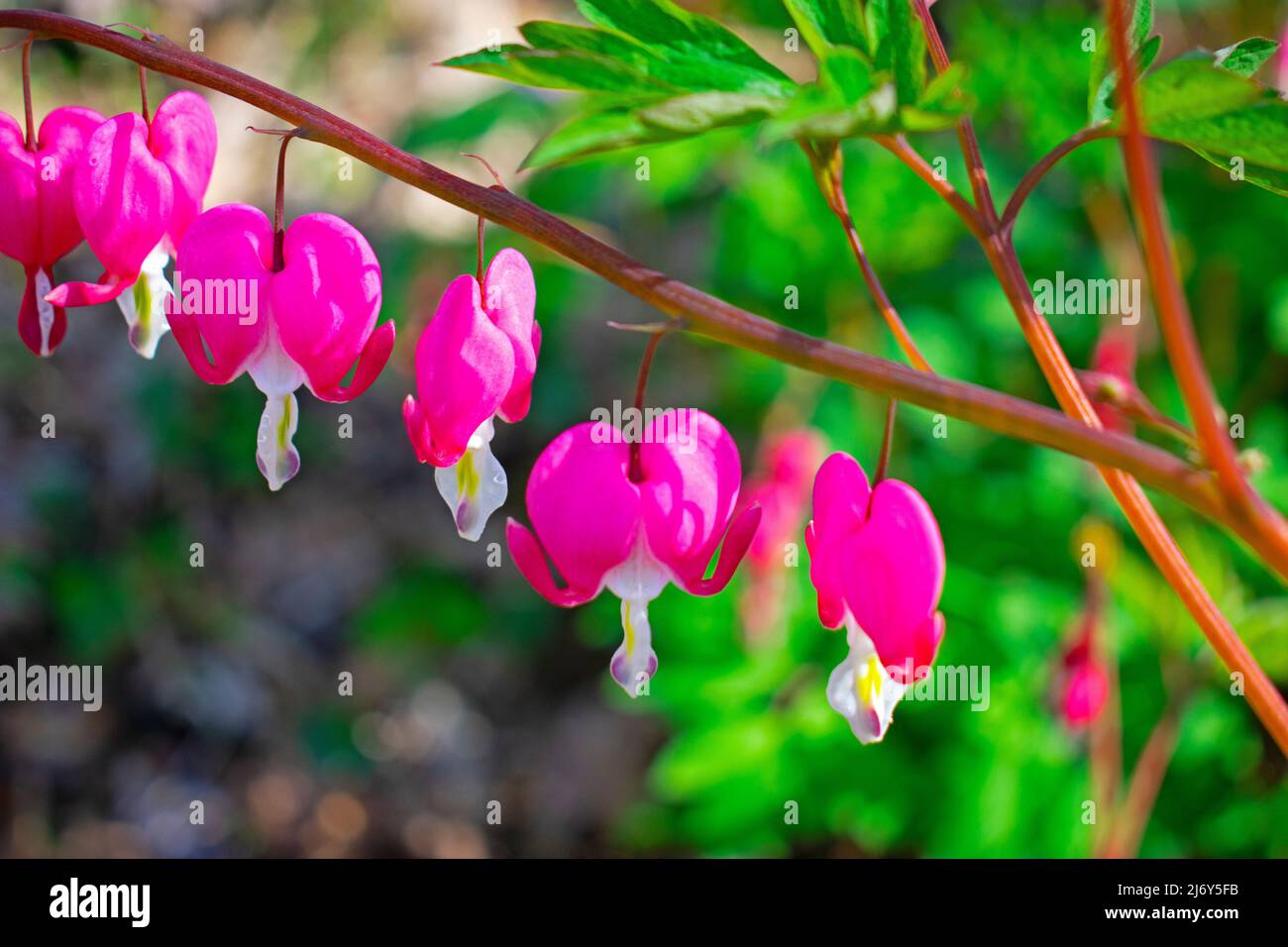 Pink bleeding hearts with white tails lined up on a plant stem against a blurred green and brown background -03 Stock Photo