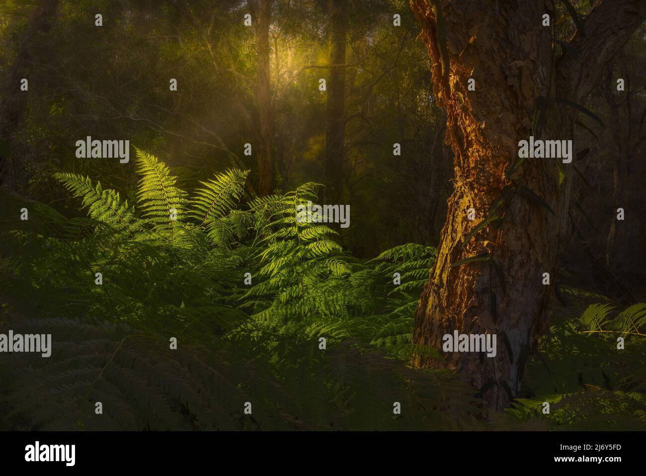 Cooranbong new south wales hires stock photography and images Alamy