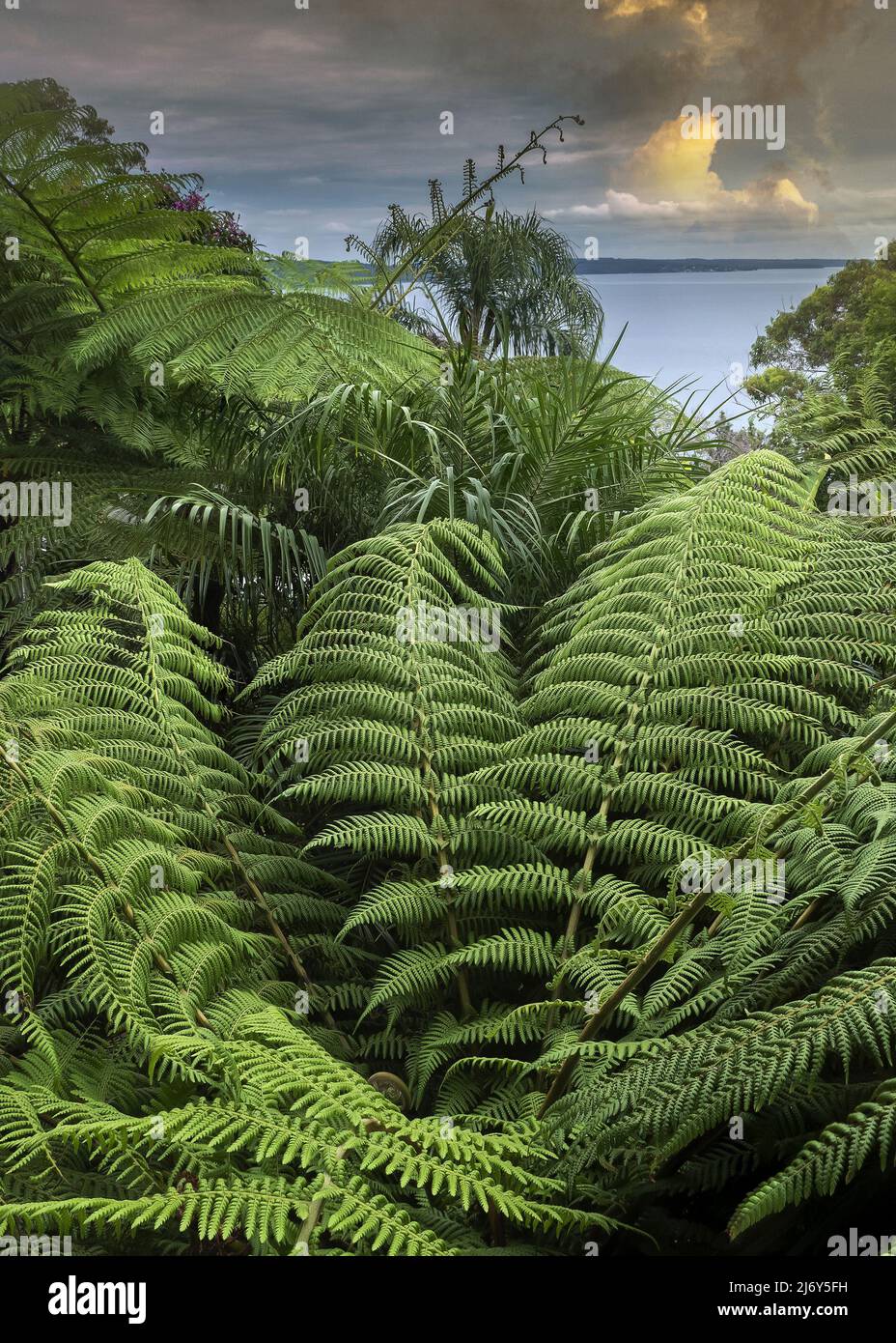 Soft tree fern (Dicksonia Antarctica), growing in a garden, with views to the ocean. New South Wales, Australia Stock Photo