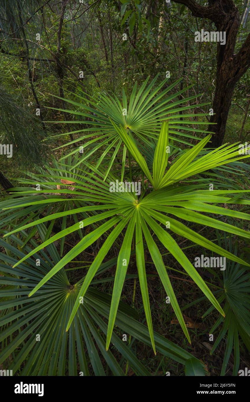 Cabbage tree palm (Livistona australis), usually found in moist open forest but can also be seen in rainforests. Stock Photo