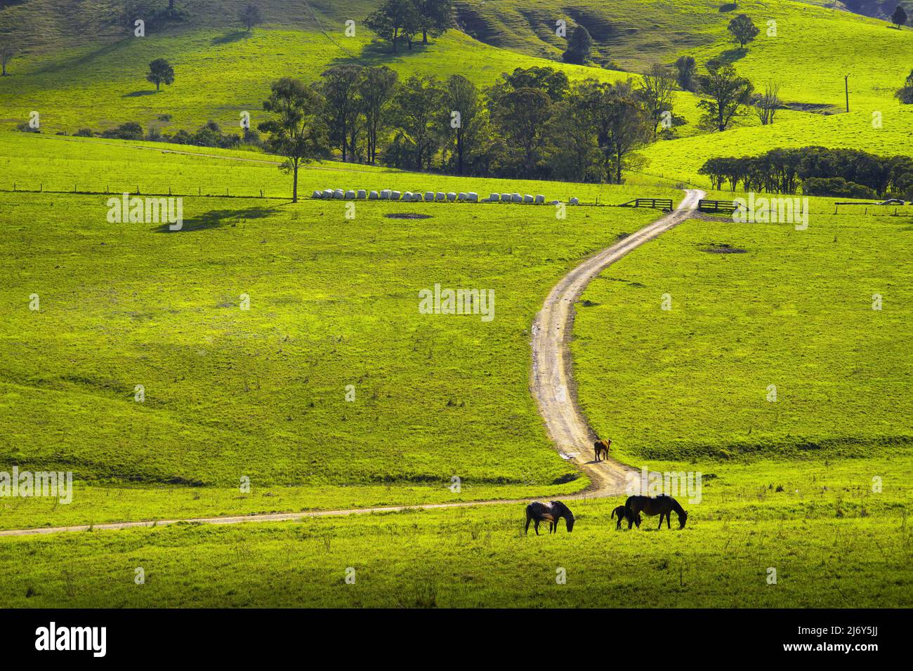 Rural scene with unsealed road and horses grazing in foreground with hills rising beyond. Stock Photo