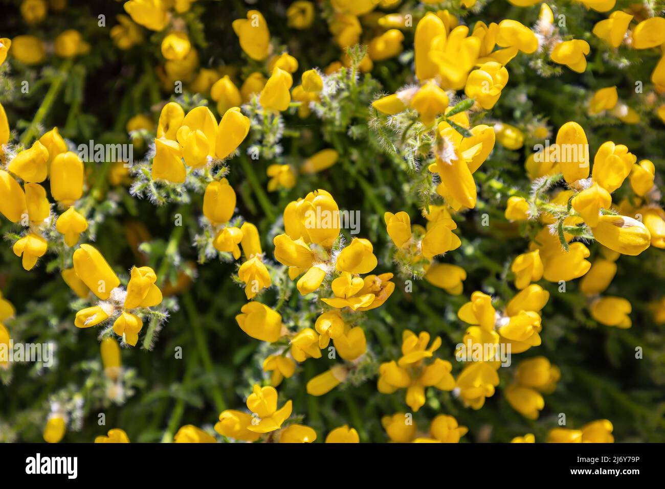 Cytisus fontanesii Spach subsp. plumosus (Boiss.) Nyman, endemic from south of spain. Cytisus arboreus is a shrub of the Fabaceae family,  common broo Stock Photo
