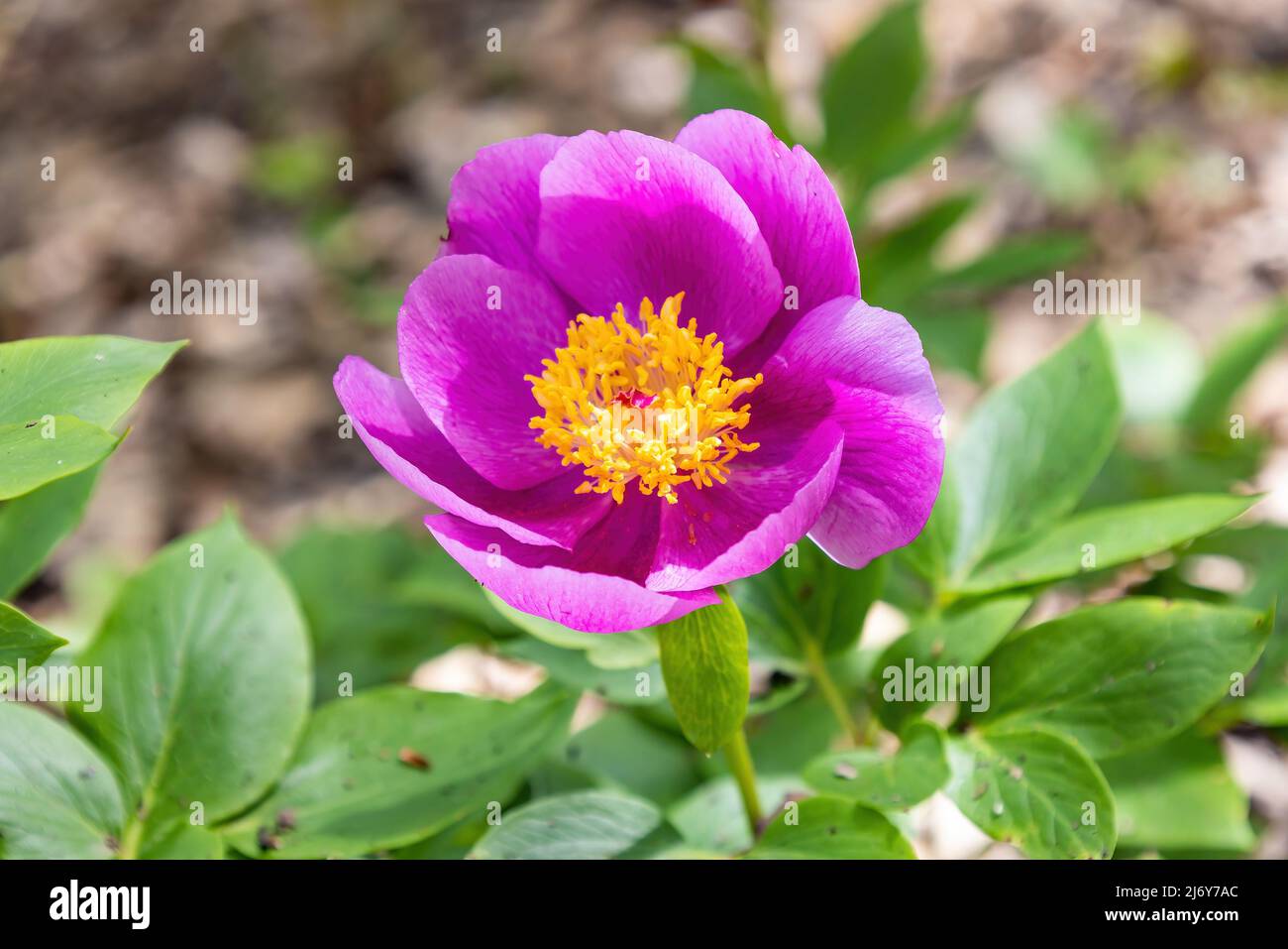 Paeonia broteri Boiss. & Reut is a perennial, herbaceous species of peony. It is an endemic species of Spain and Portugal. It bears rose-pink flowers Stock Photo
