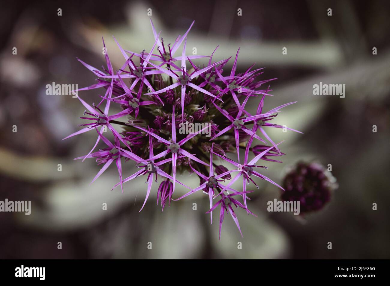 A brand new purple Allium flower just beginning to open up - springtime in a British garden. Stock Photo