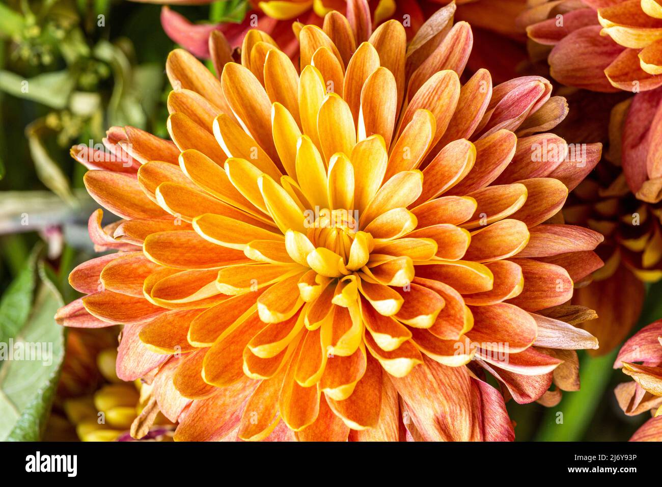 Beautiful and colorful blooming Chrysanthemum flowers, close up, ready for Spring. Stock Photo