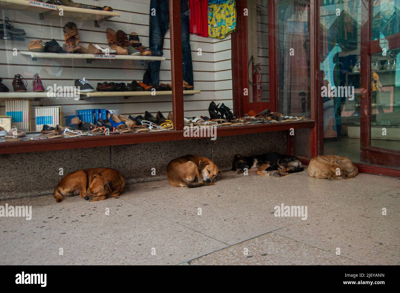 Sleeping dogs lying down on the sidewalk in front of a shop in Matanzas, Cuba. Stock Photo
