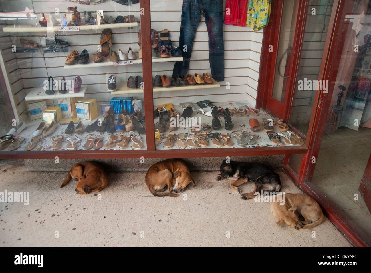 Sleeping dogs lying down on the sidewalk in front of a shop in Matanzas, Cuba. Stock Photo