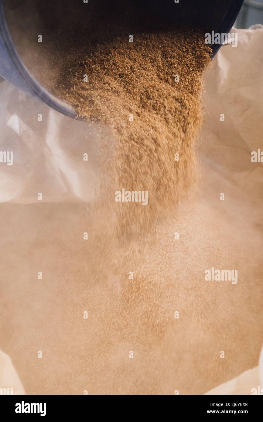 pouring out malted barley for distilling Stock Photo