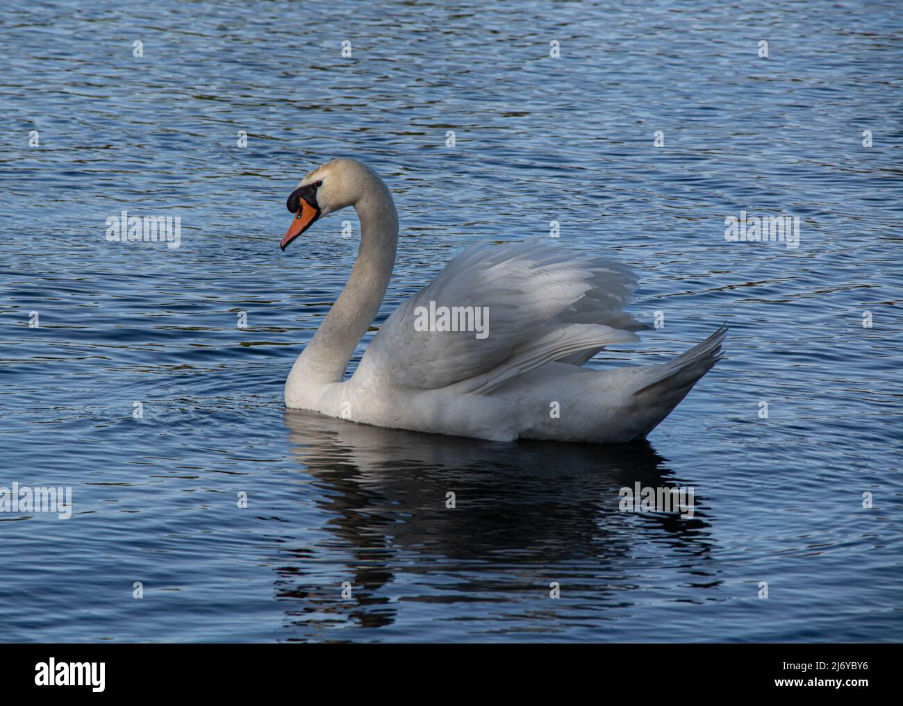 Swan is swimming on the lake Spring 2022 Stock Photo - Alamy