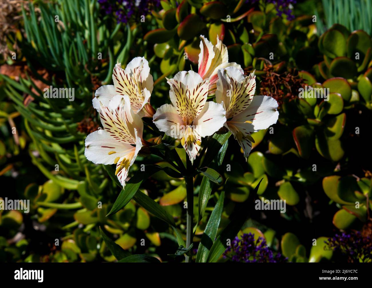 Beautiful Peruvian Lily flower blooms in a California garden. Stock Photo