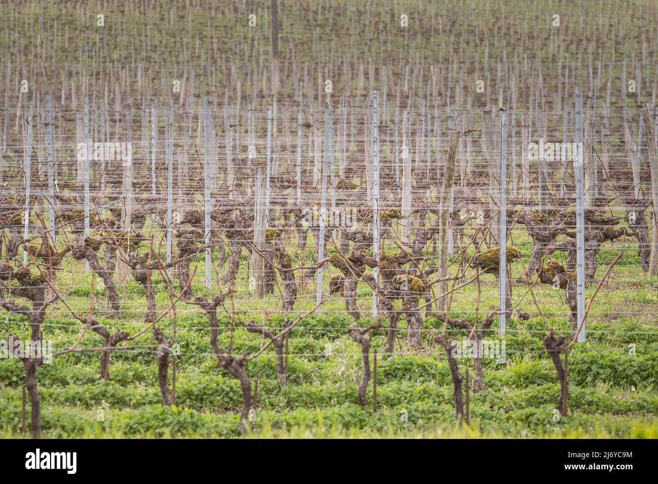 Picture of a French vineyard with its typical rows of red grape trees taken in Montagne Saint Emilion in bordeaux vineyard, in France. Montagne-Saint- Stock Photo
