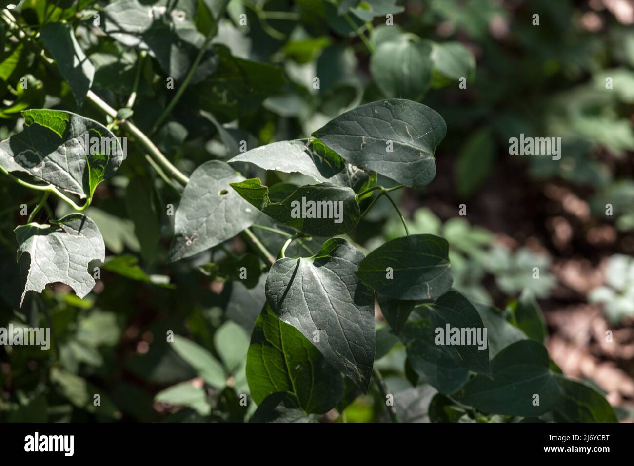 Picture of a focus on sarsaparille leaf, also called common smilax. Smilax aspera, with common names common smilax, rough bindweed, sarsaparille, and Stock Photo
