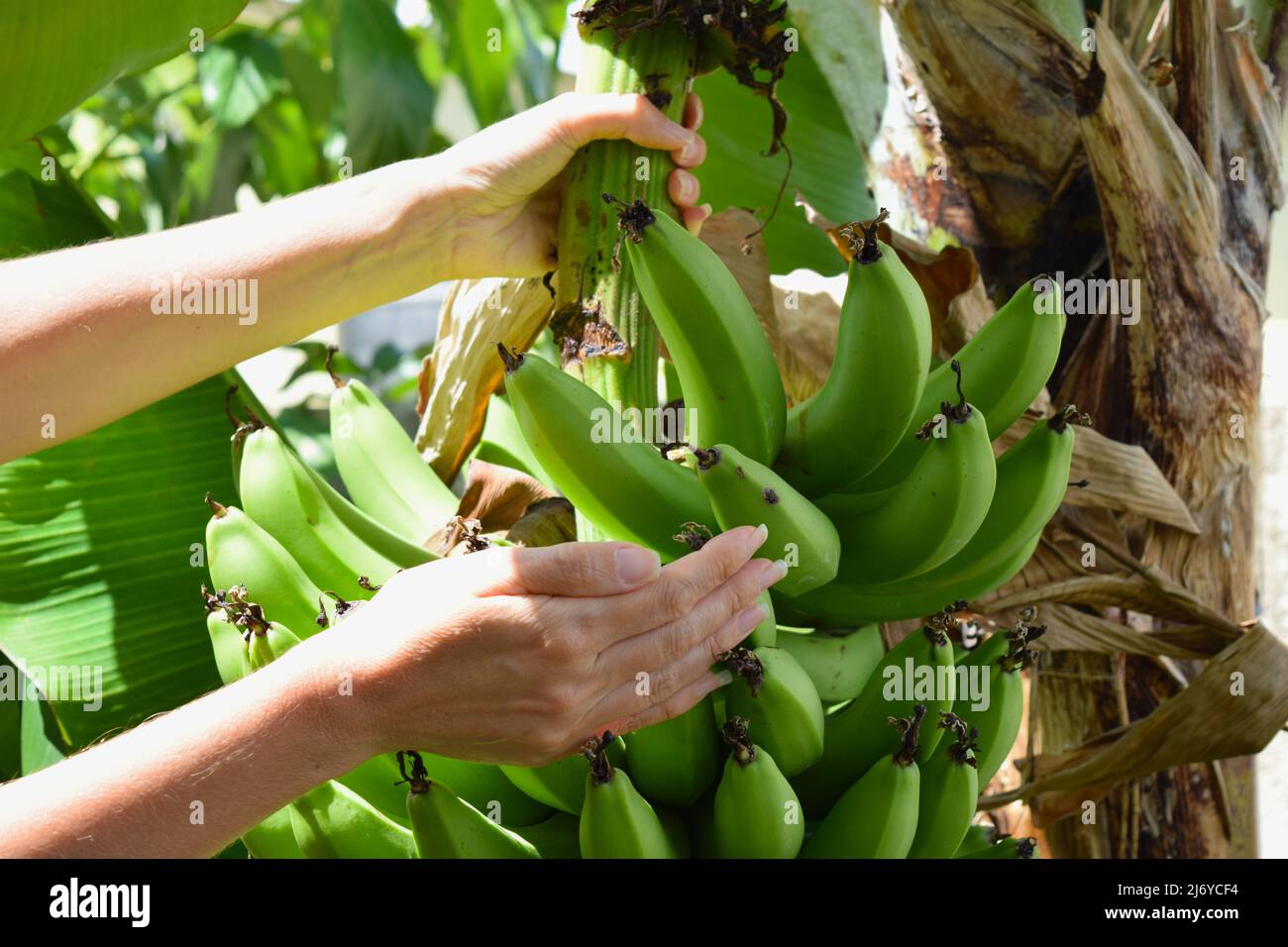 Growing organic bananas and female hands in sunlit garden Stock Photo
