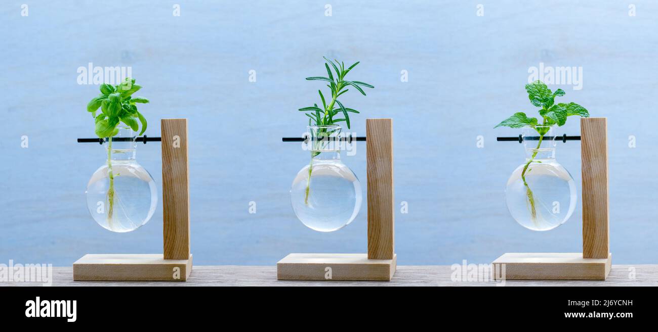 Herb cuttings propagated in glass vases on shelf, herb cuttings in water for fresh homegrown food Stock Photo