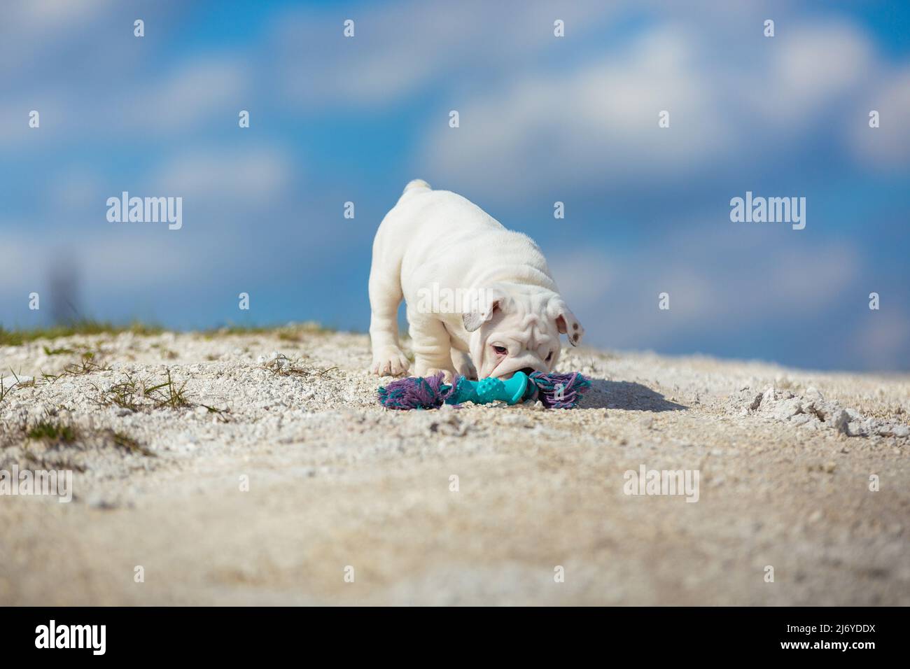 Little dog walking in nature against a bright blue sky Stock Photo