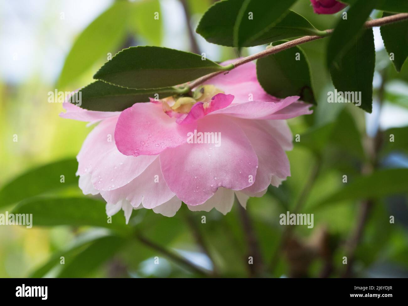 Flowers in the garden, pink Camellia sasanqua flower, beautiful in the rain, fresh, wet with water drops on delicate petals and green leaves Stock Photo
