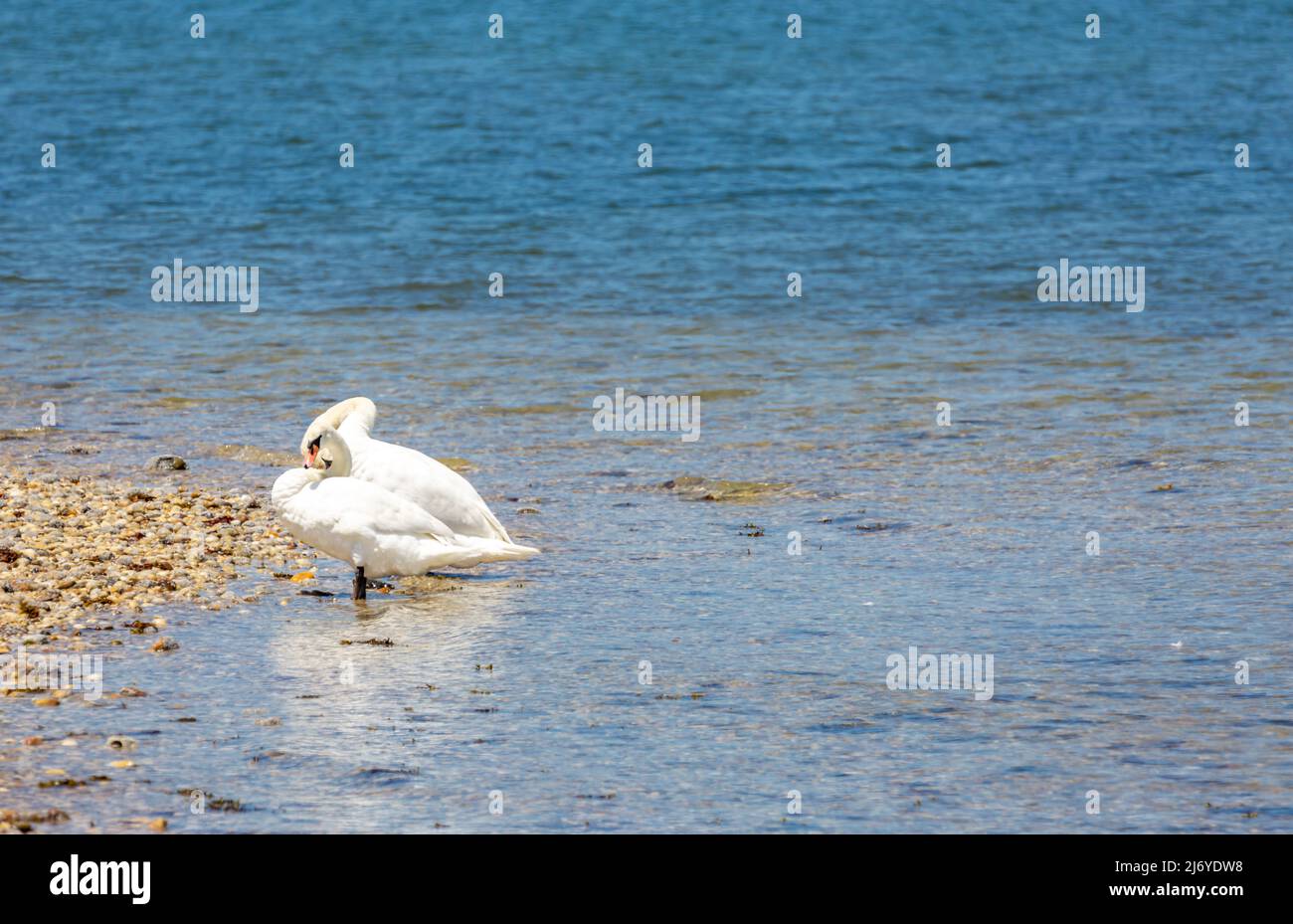 Pair of swans standing in shallow water Stock Photo
